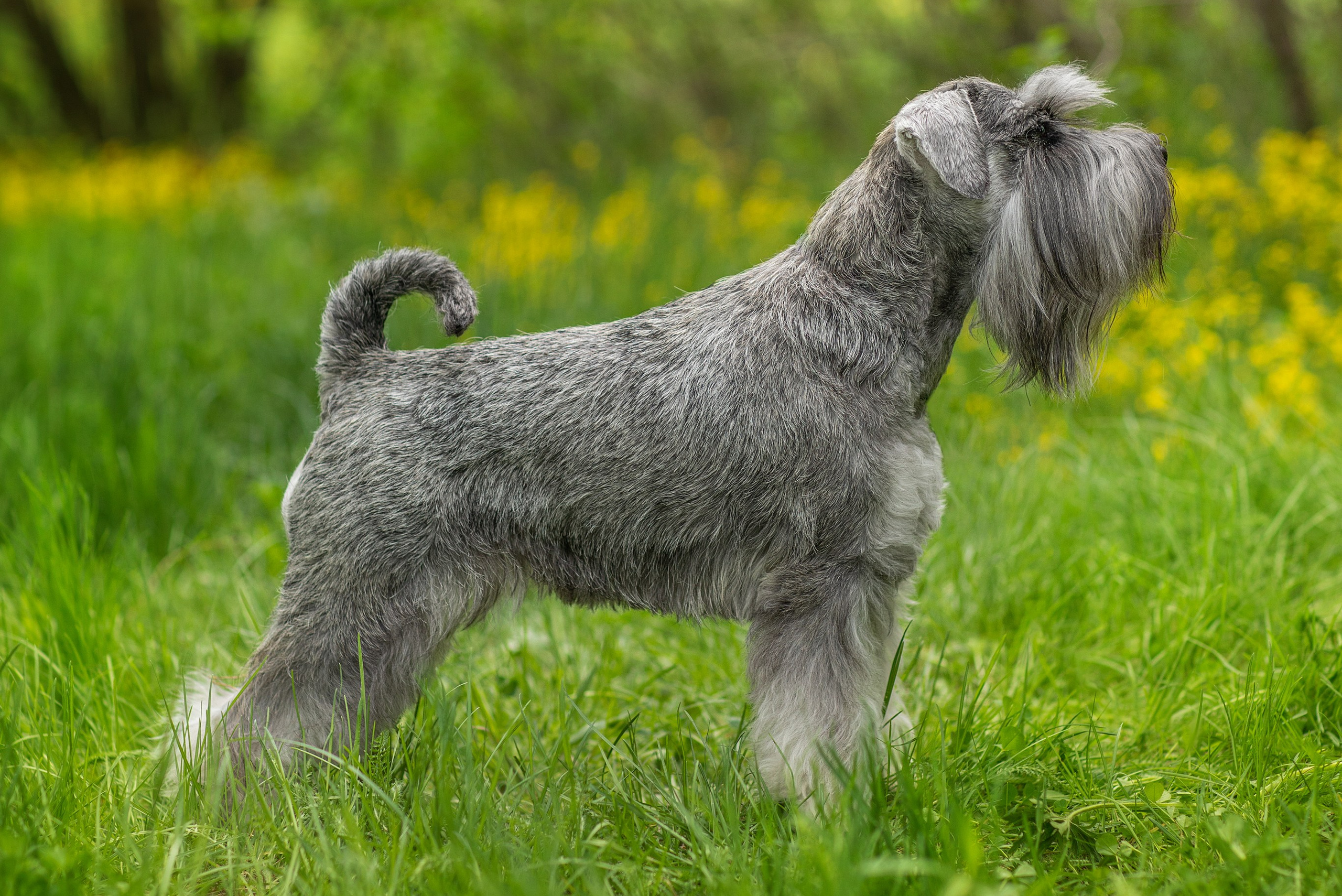 Для клиентов. Фотограф для Вашей собаки
