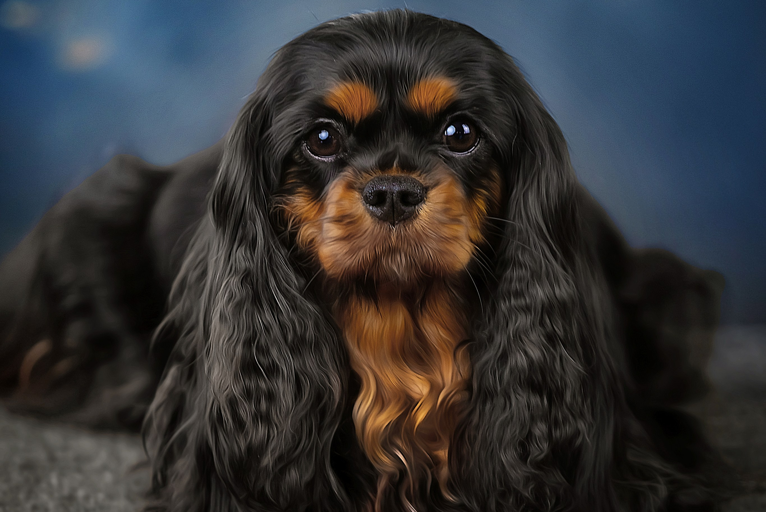 Суки. Питомник кавалер кинг чарльз спаниелей