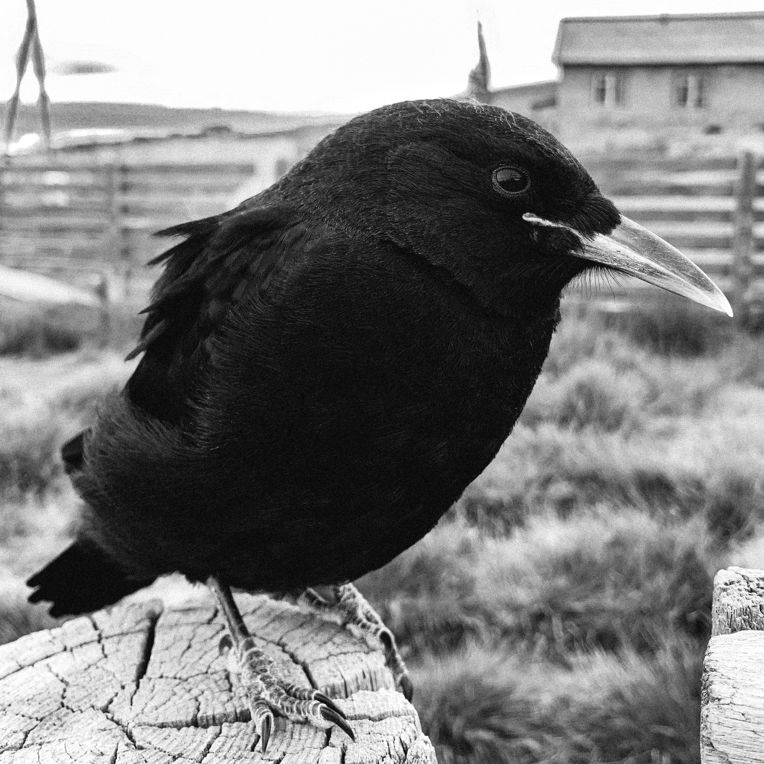 Горный Алтай, 2021