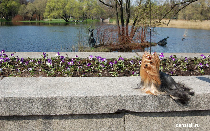Red Angel Stribrne Prani. Питомник Йоркширских терьеров Дэнстайл в Санкт-Петербурге заводчик Тих