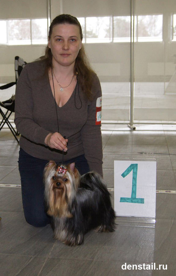 2014 г Результаты выставок. Питомник Йоркширских терьеров Дэнстайл в Санкт-Петербурге заводчик Тих
