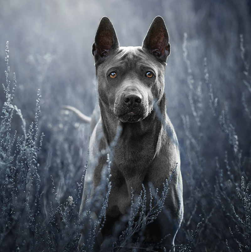 Услуги. Фотограф-анималист Крутиков Евгений