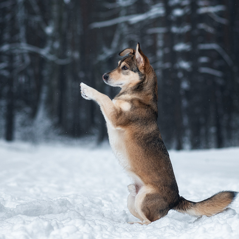Услуги. Фотограф-анималист Крутиков Евгений