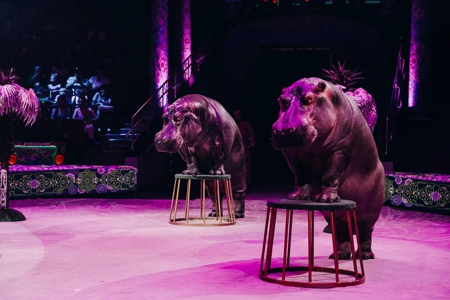 В Перми состоялась премьера шоу Гии Эрадзе «Песчаная сказка». Журнал о самом особенном. Пермь и Пермский край