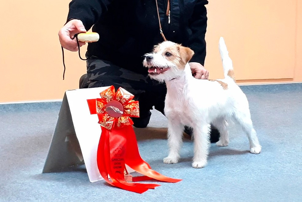 СУКИ / FEMALES. Щенки джек рассел терьера, питомник РКФ, питомник джек рассел терьеров, питомник Порт Фортис, kennel PORT FORTIS