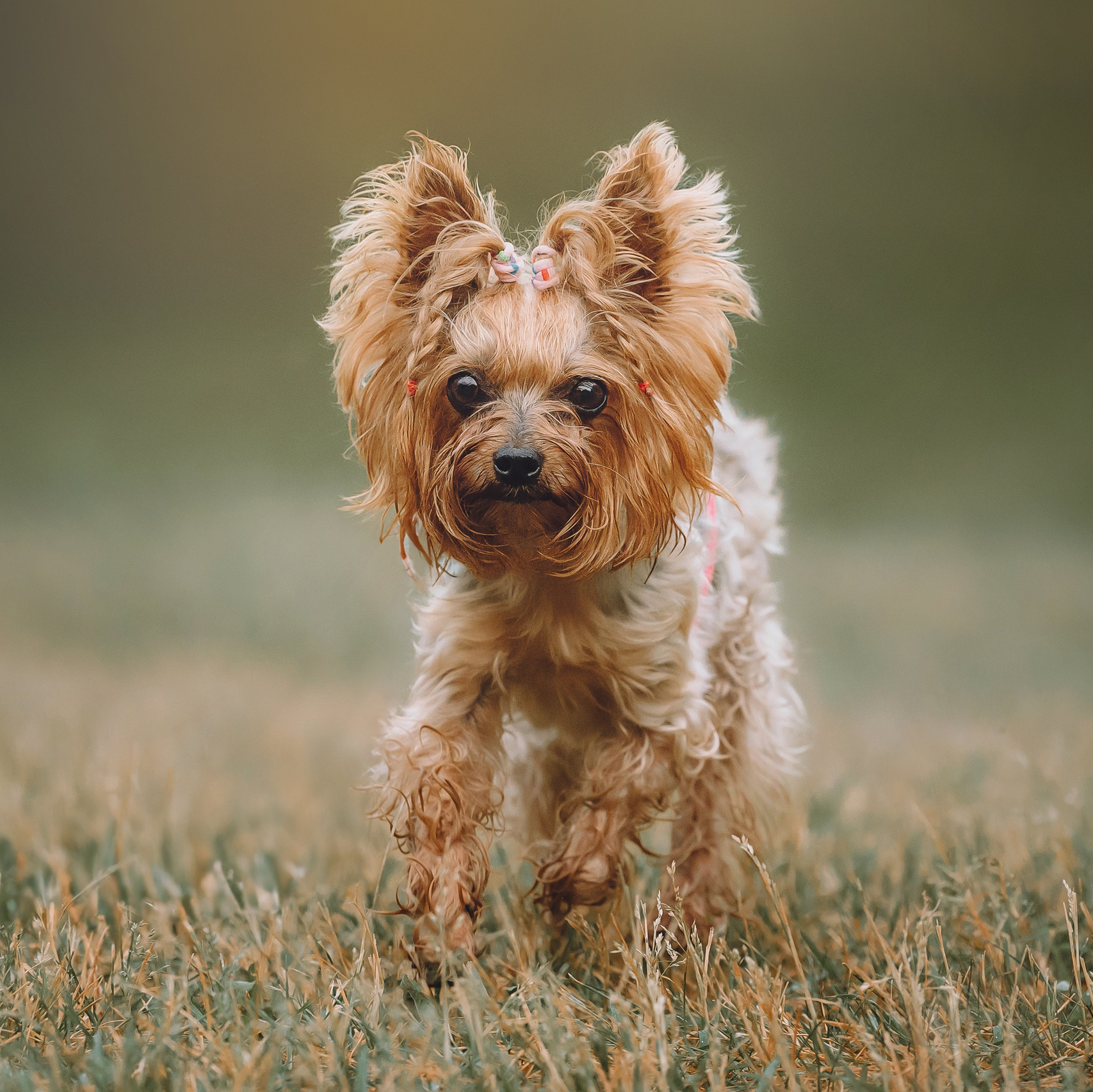 Курсы на фотографа-анималиста