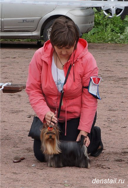 2011-2012 г Результаты выставок. Питомник Йоркширских терьеров Дэнстайл в Санкт-Петербурге заводчик Тих