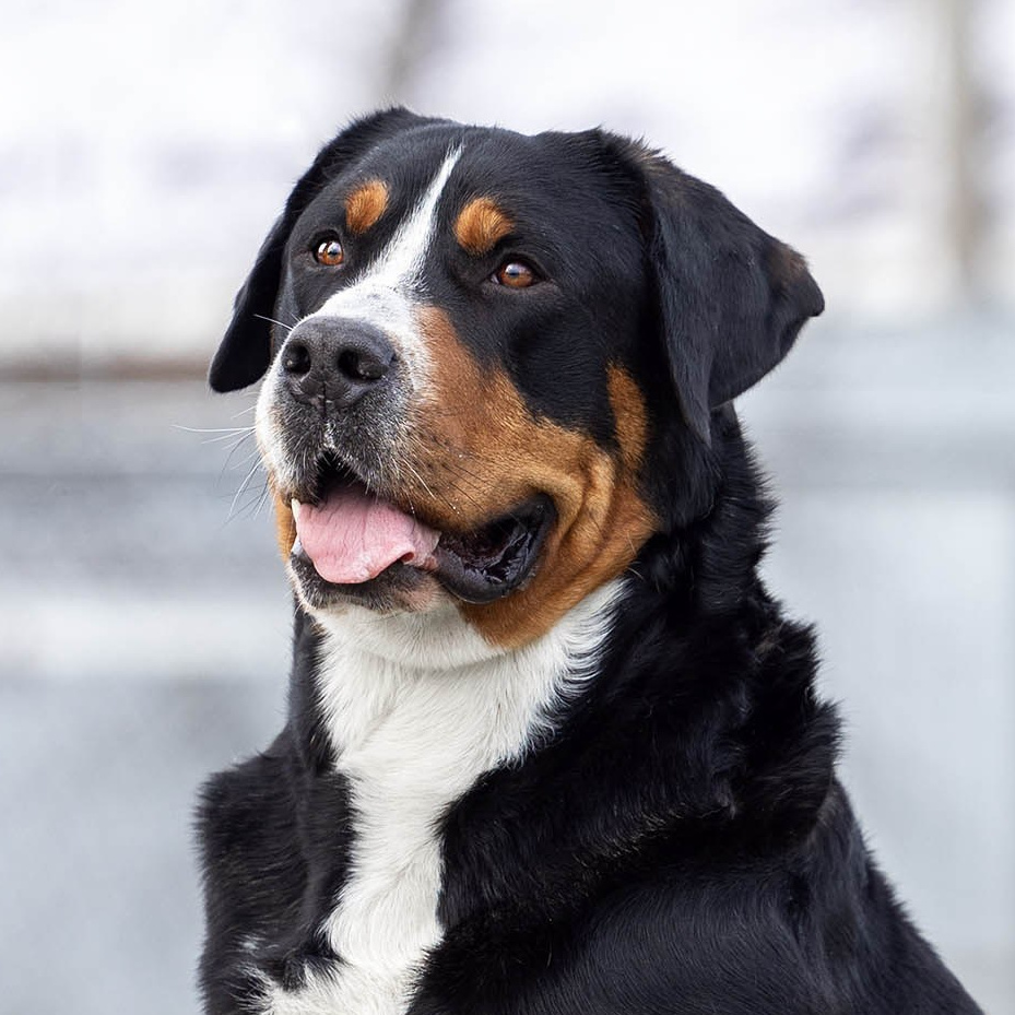 Sozvezdie Zennenhundov Markus (Маркус). Питомник Больших Швейцарских Зенненхундов в Калужской области / Москва