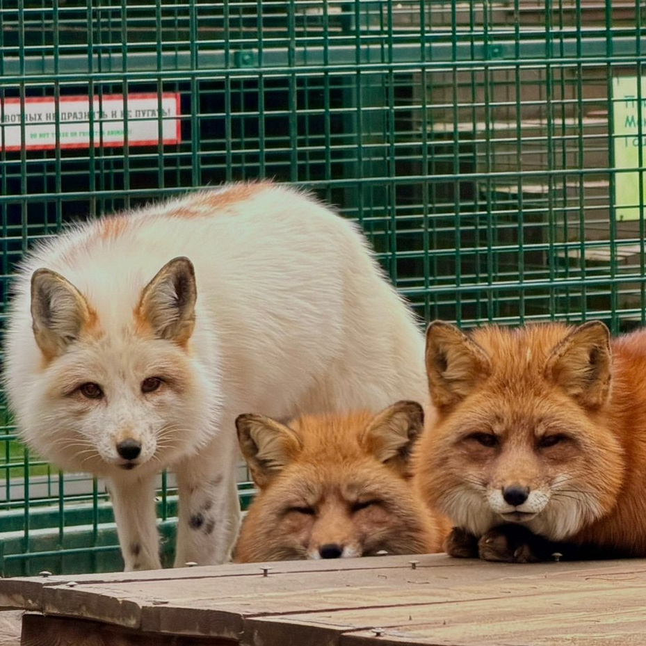 Более 50 видов животных и млекопитающих в зоопарке «Лесная Братва». Капибара, тапир, альпака, мохнатая корова, верблюд. Зоопарк уникальных животных Лесная братва