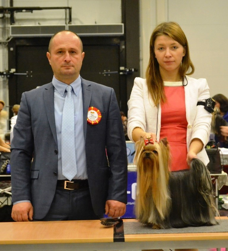 2016 г Результаты выставок. Питомник Йоркширских терьеров Дэнстайл в Санкт-Петербурге заводчик Тих