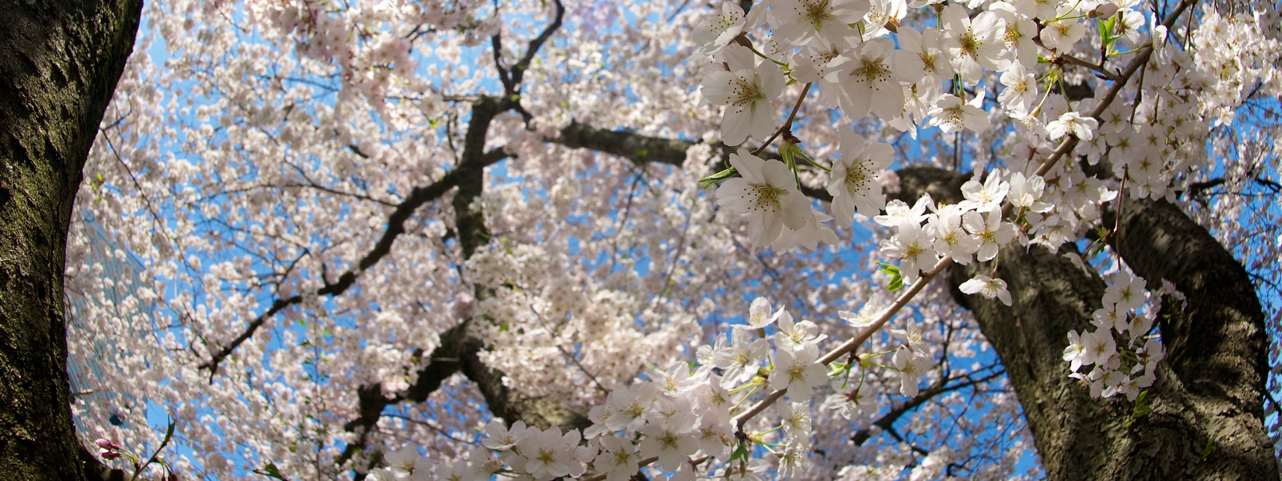 Съёмки в парках и садах Петербурга