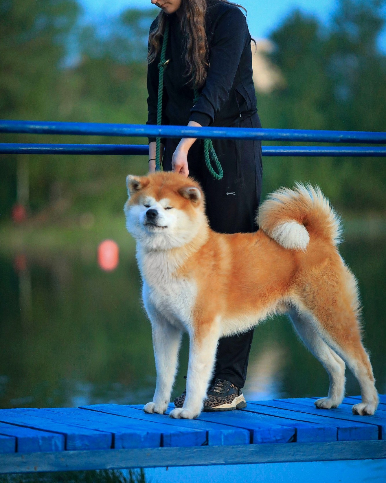 Кобели. Питомник Акита-Ину