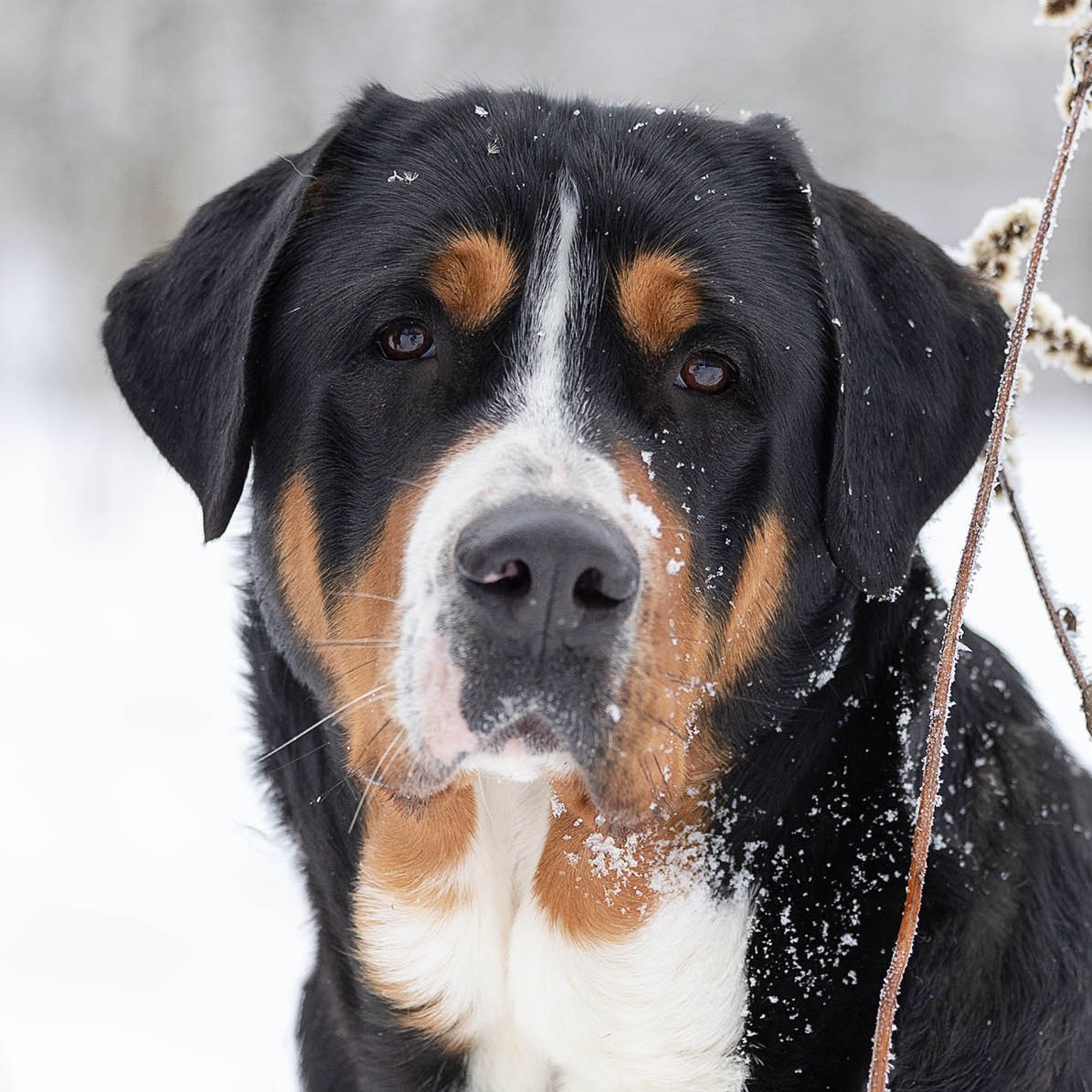 Питомник Больших Швейцарских Зенненхундов в Калужской области