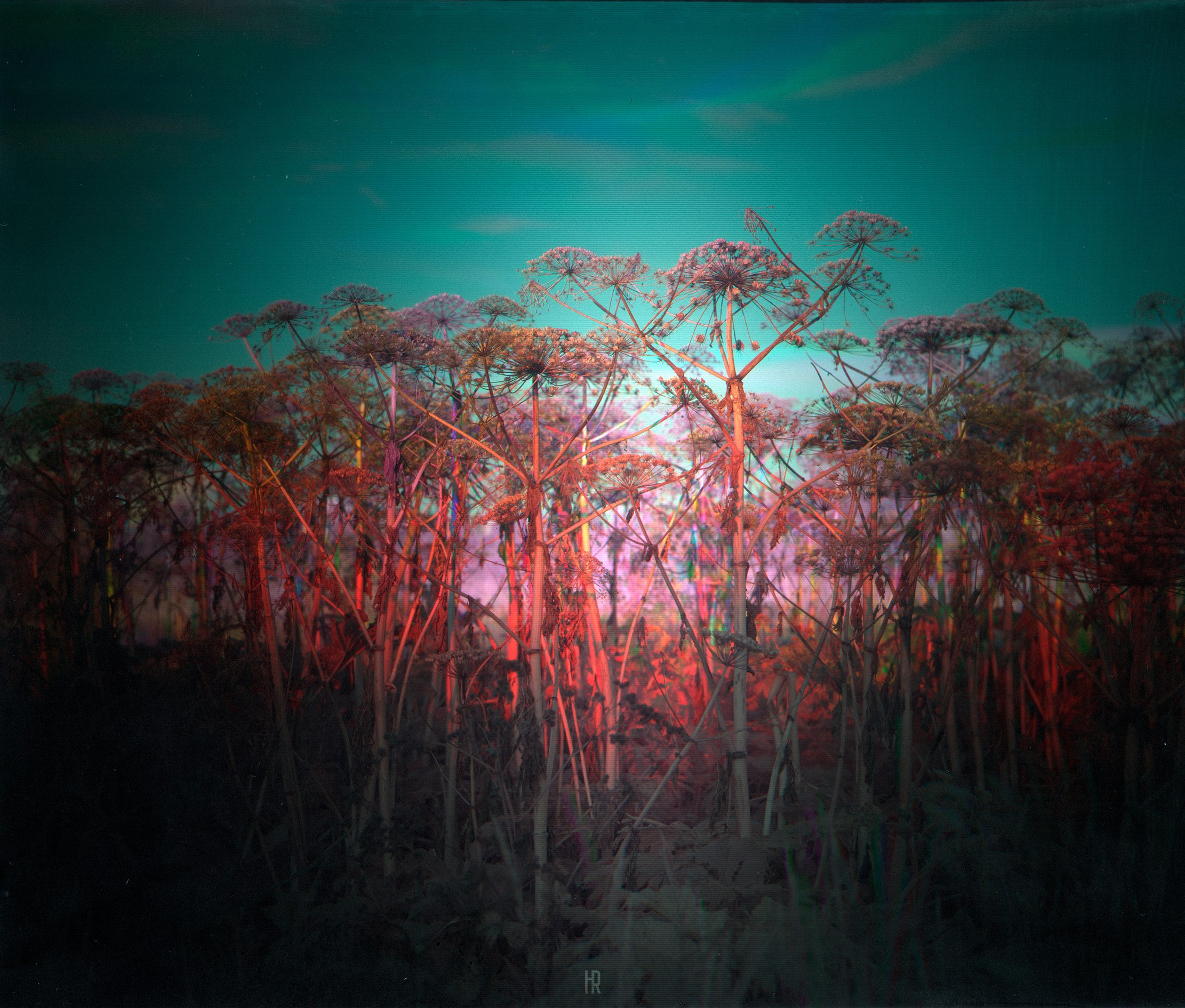 Фито-Войско (Борщевик). Roman Hodirev is an esoteriologist, multidisciplinary artist, photographer and musician. Saint Petersburg, Riga