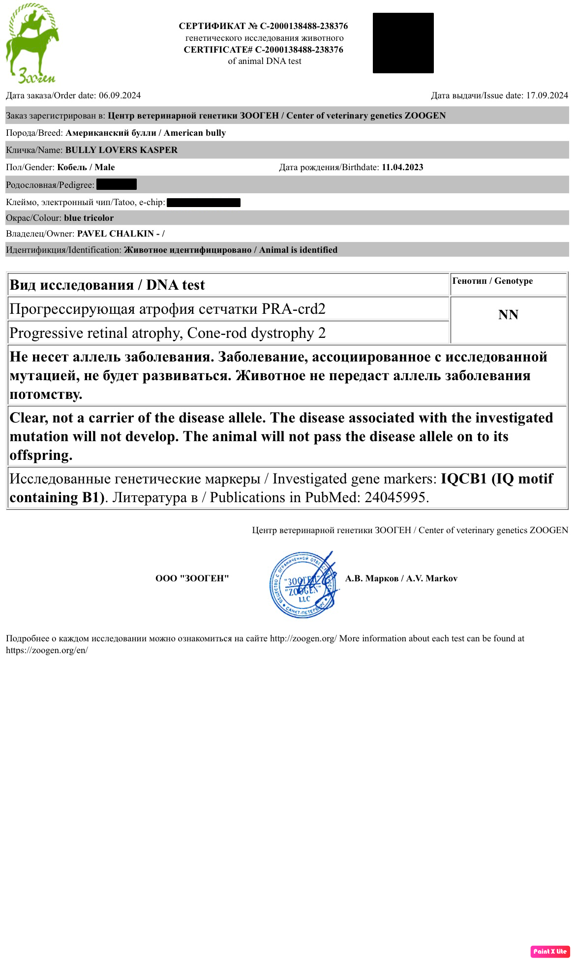 купить щенка Амбулли в Волгограде