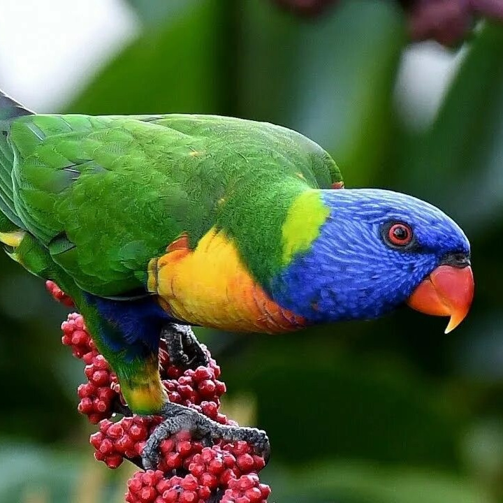 Мир попугаев — тропические птицы в зоопарке «Лесная Братва» Екатеринбург. Зоопарк уникальных животных Лесная братва