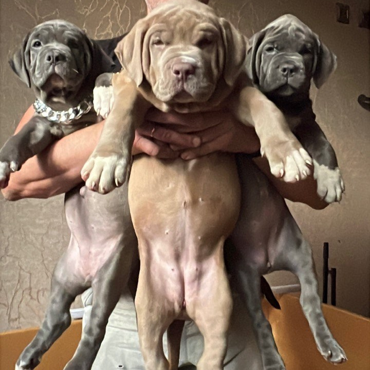 Купить щенка Американский булли XL	в Санкт-Петербурге, Американский булли щенок	в Санкт-Петербурге, Американский булли купить щенка	в Санкт-Петербурге, Купить щенка American Bully XL	в Санкт-Петербурге, купить щенка Американский булли	в Санкт-Петербурге, купить щенка American Bully	в Санкт-Петербурге, 