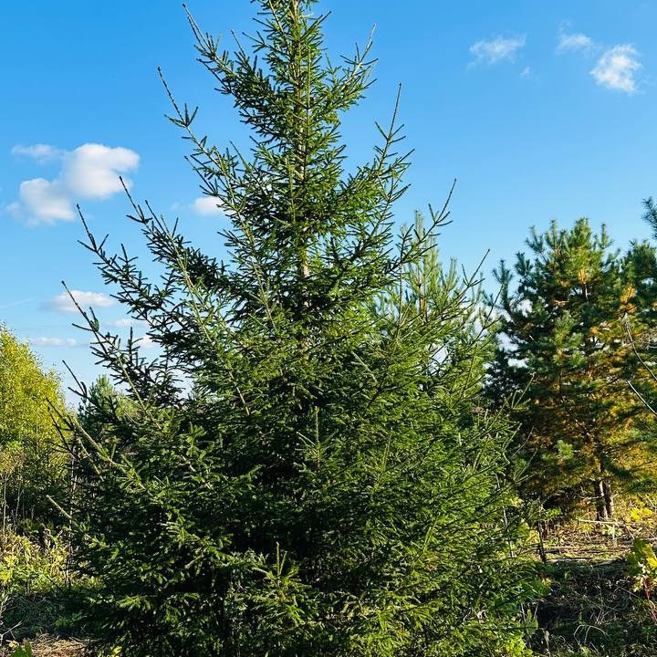 Крупномеры РФ