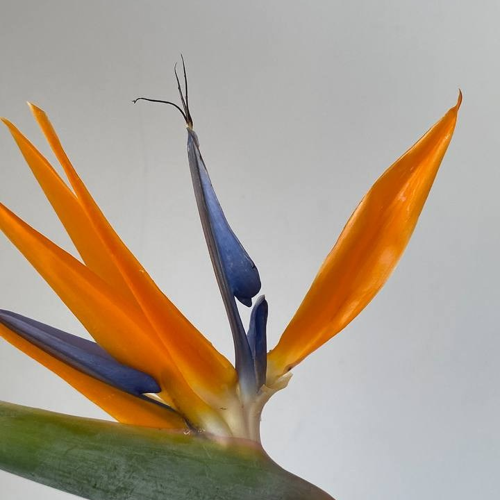 Как ухаживать за букетом?. Цветочная студия Siena Flowers Воронеж