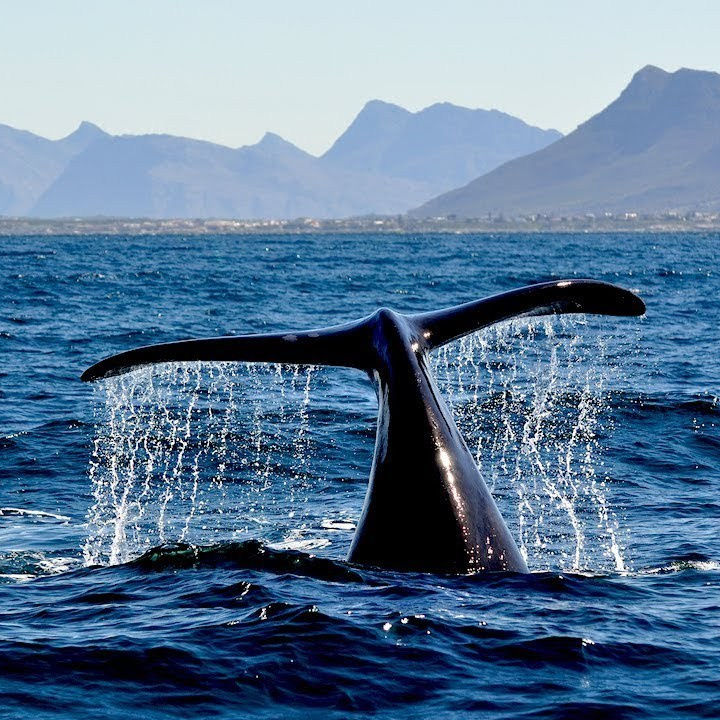 Фототур в ЮАР. Детский и семейный фотограф в Москве Катерина Орлова