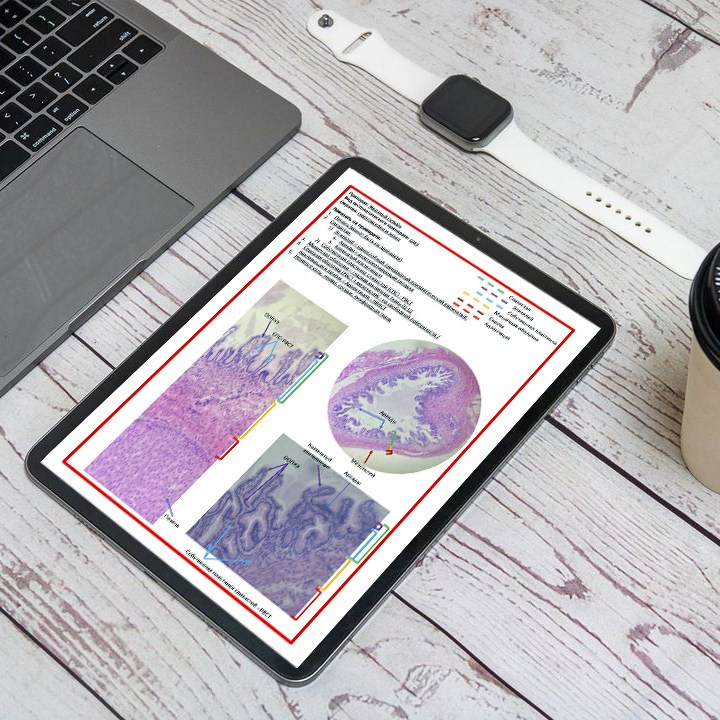 Уникальные материалы по гистологии — карточки и методические пособия. Репетитор по гистологии, патологической анатомии и патофизиологии | KaplanMed