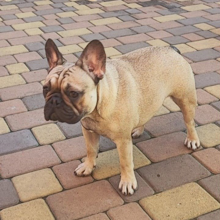 Познакомьтесь с Французским Бульдогом в Иркутске. Питомник собак Иркутск