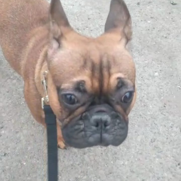 Познакомьтесь с Французским Бульдогом в Иркутске. Питомник собак Иркутск