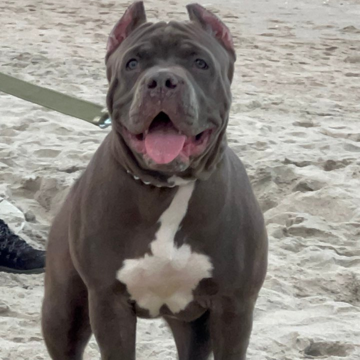 Наши собаки. Американские булли XL в г. Калининград. Питомник Great Bully UNIVERSE