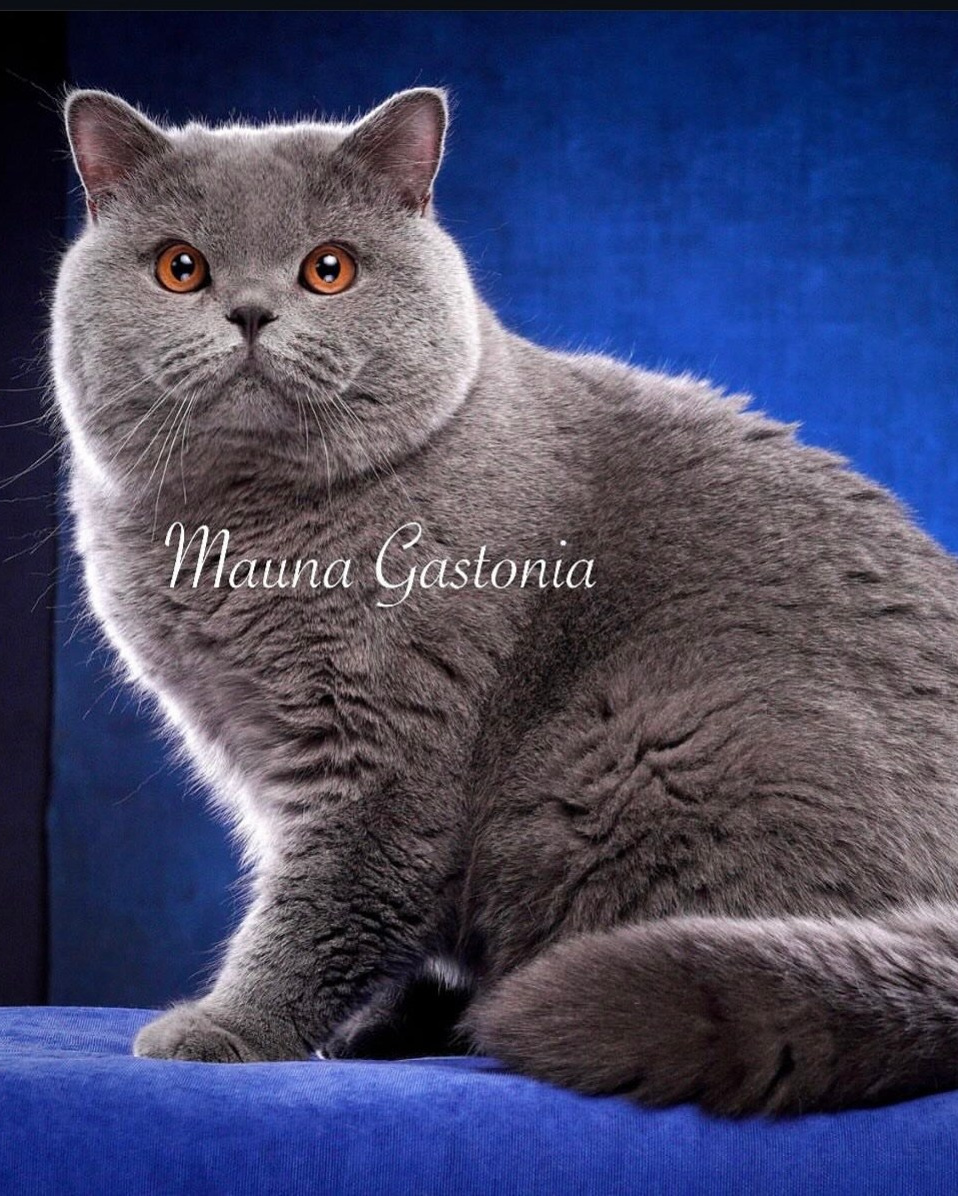 Коты\Male. Mauna Gastonia