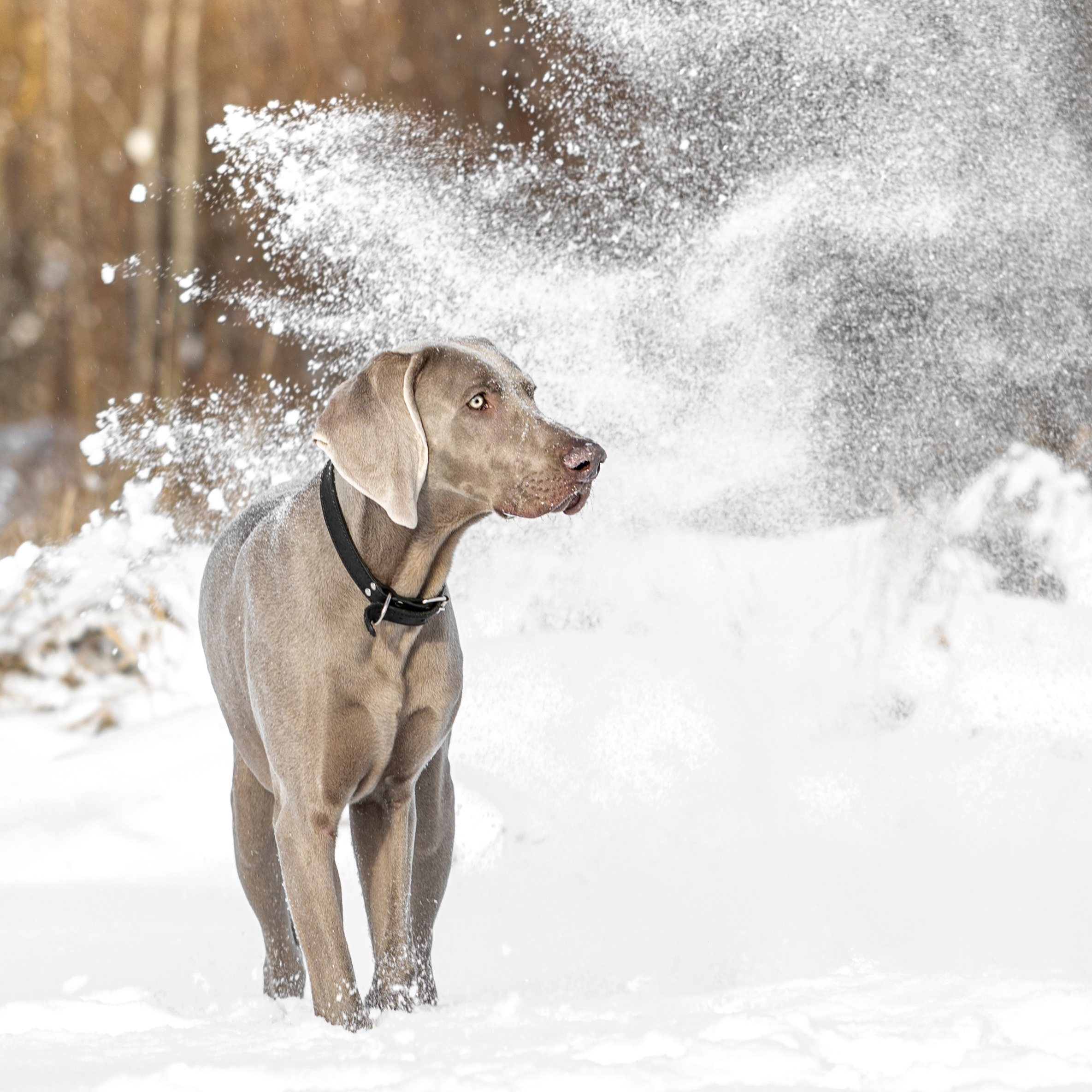 Услуги и стоимость. Фотограф анималист в Санкт-Петербурге Таша Крейв