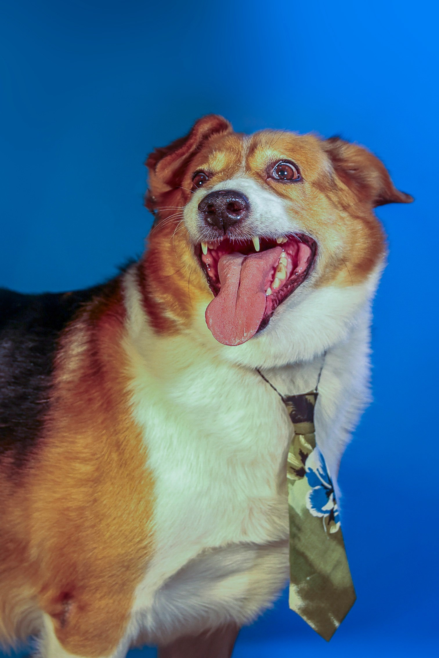 Приют четвероногий АНГЕЛ. Фотограф 📸 семейный, предметный, репортажный