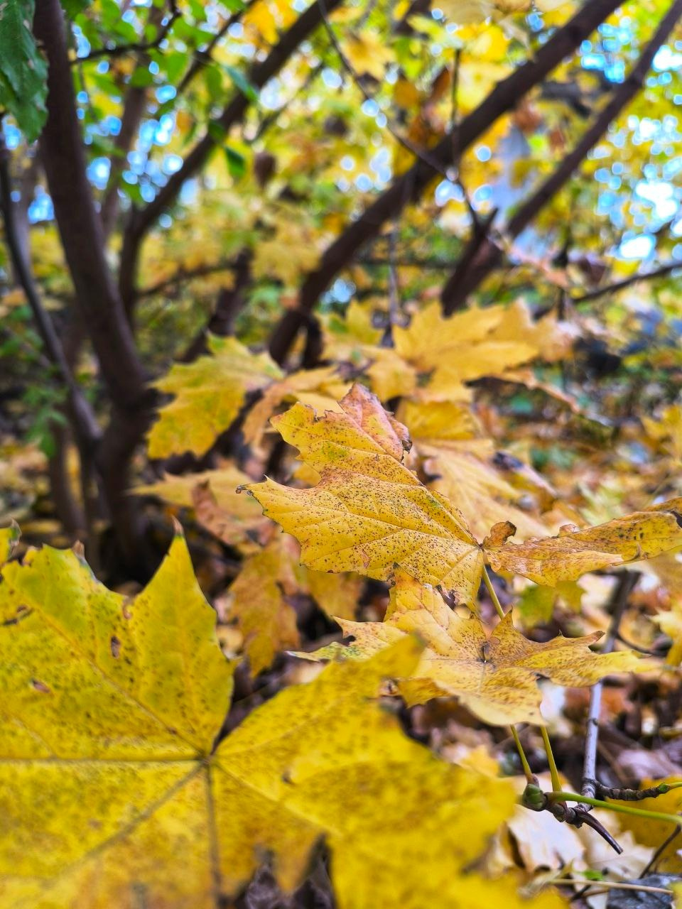 Осень в Пятигорске. Куда пойти чтобы сфотографировать красоту?. Фотосайт Андрея Прокопенко