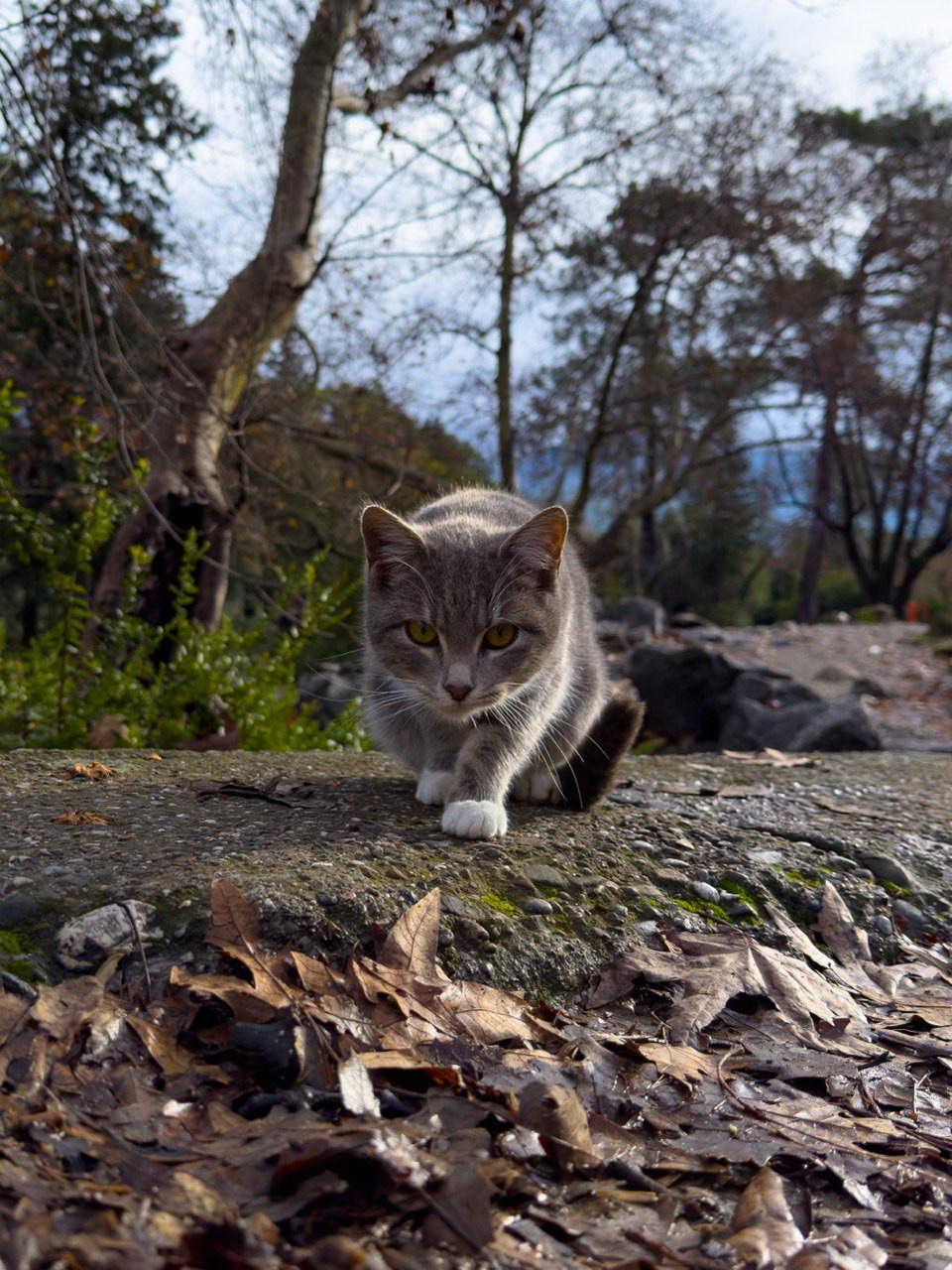 Курс. Фотограф концертов в Санкт-Петербурге Валерий Лебедев