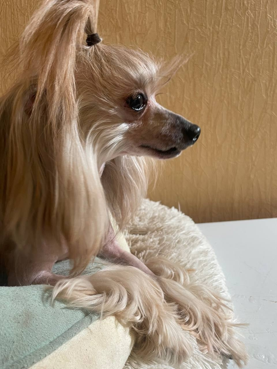 Нашему Люксику сегодня 10 лет. Poale Ell Chinese Crested Dog Kennel: Buy a puppy from the kennel