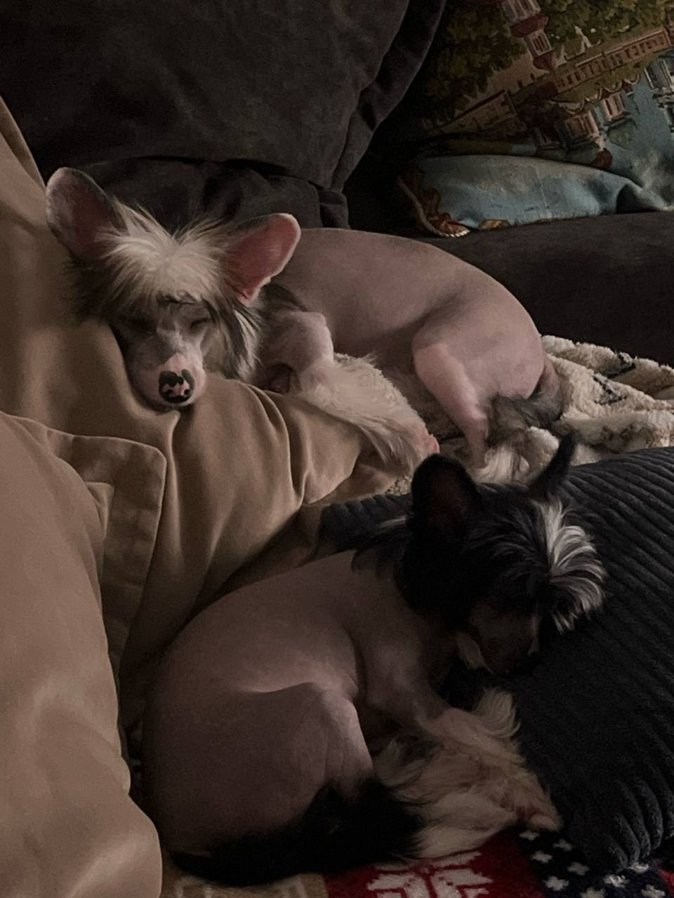 Дашенька уехала домой!. Питомник китайских хохлатых собак Poale Ell: купить щенка в питомнике