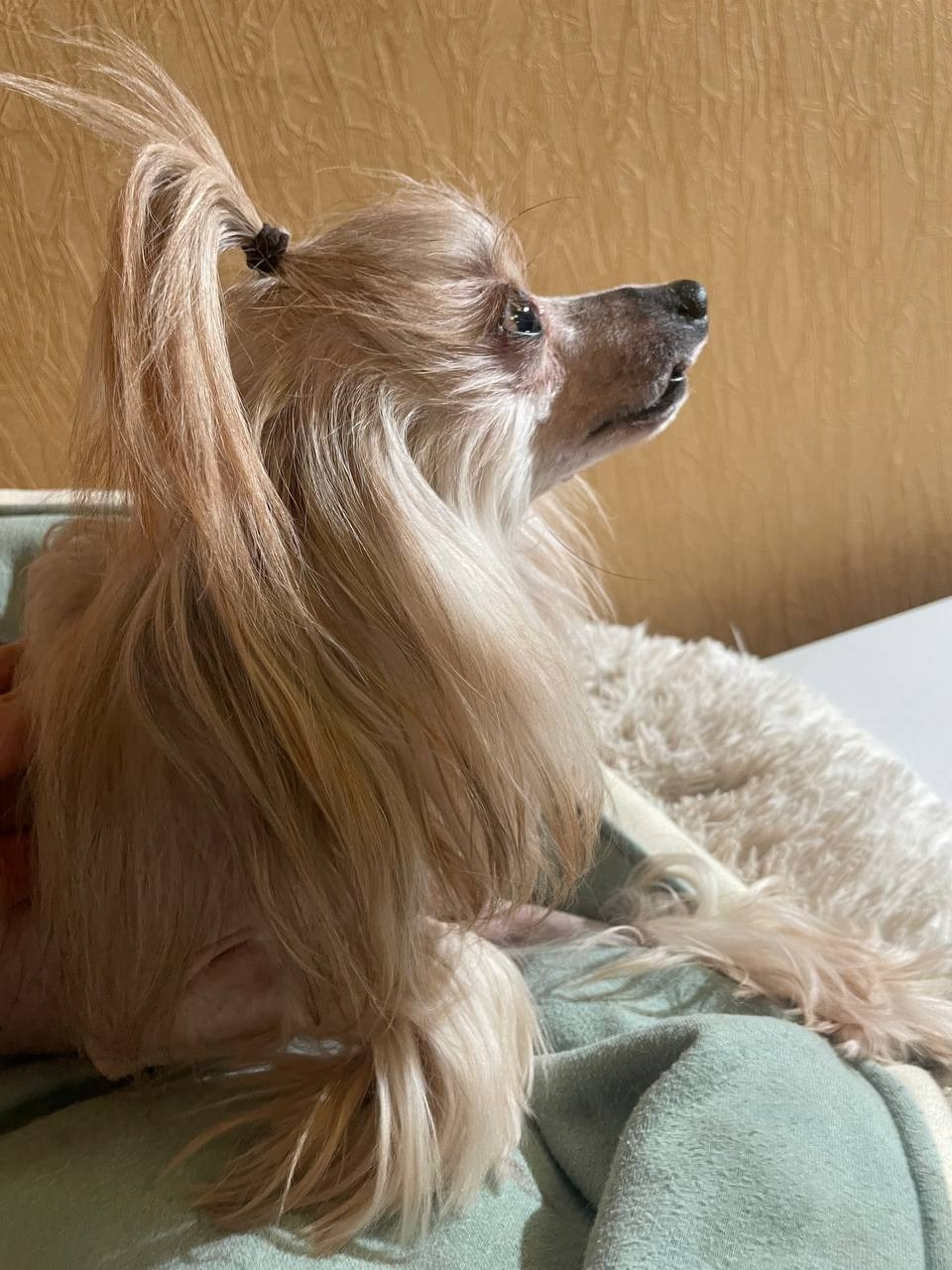 Нашему Люксику сегодня 10 лет. Poale Ell Chinese Crested Dog Kennel: Buy a puppy from the kennel