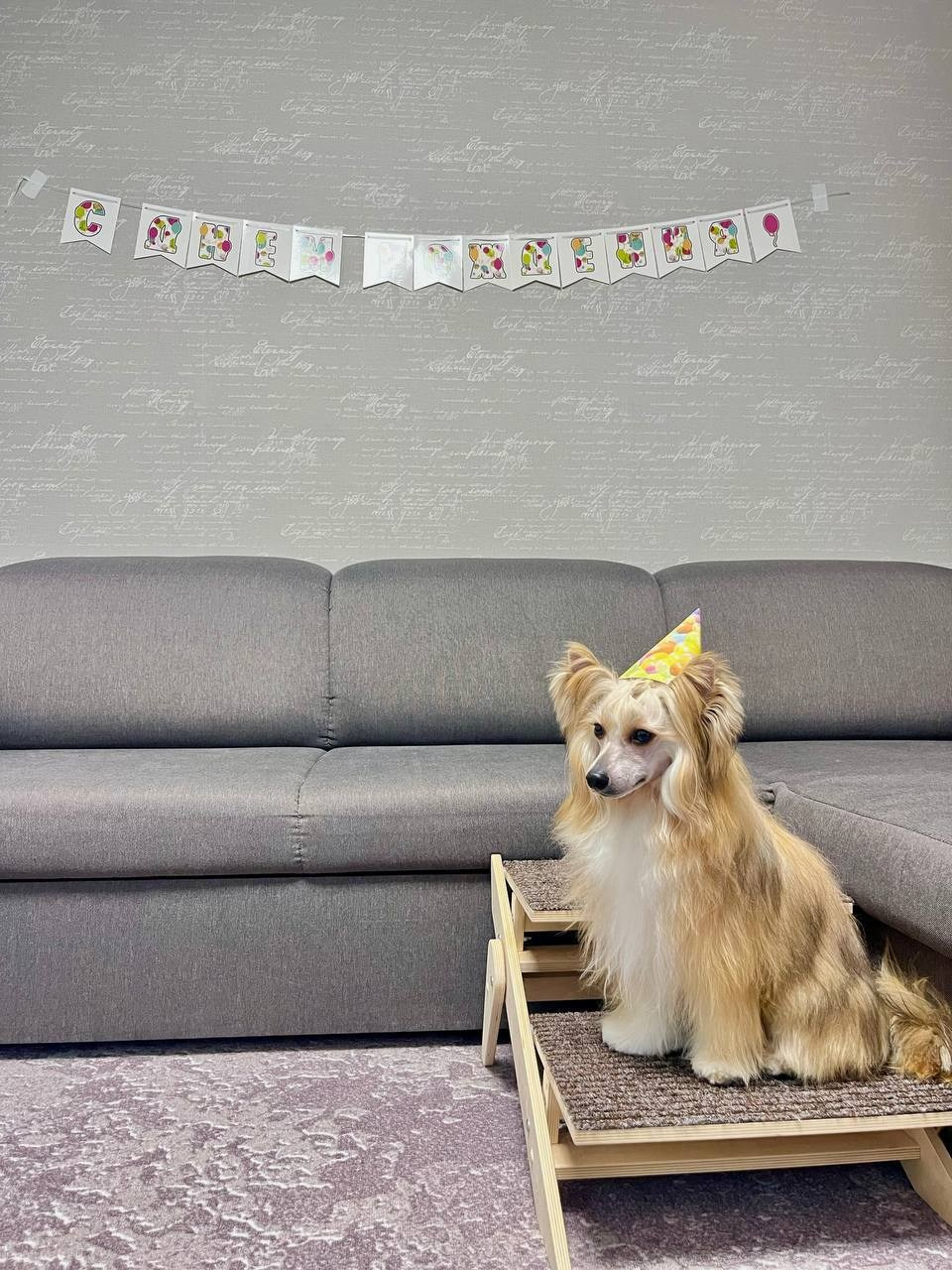 Veles (Poale Ell Veles) — one year old!. Chinese Crested Dog: Buy a Puppy from a Kennel