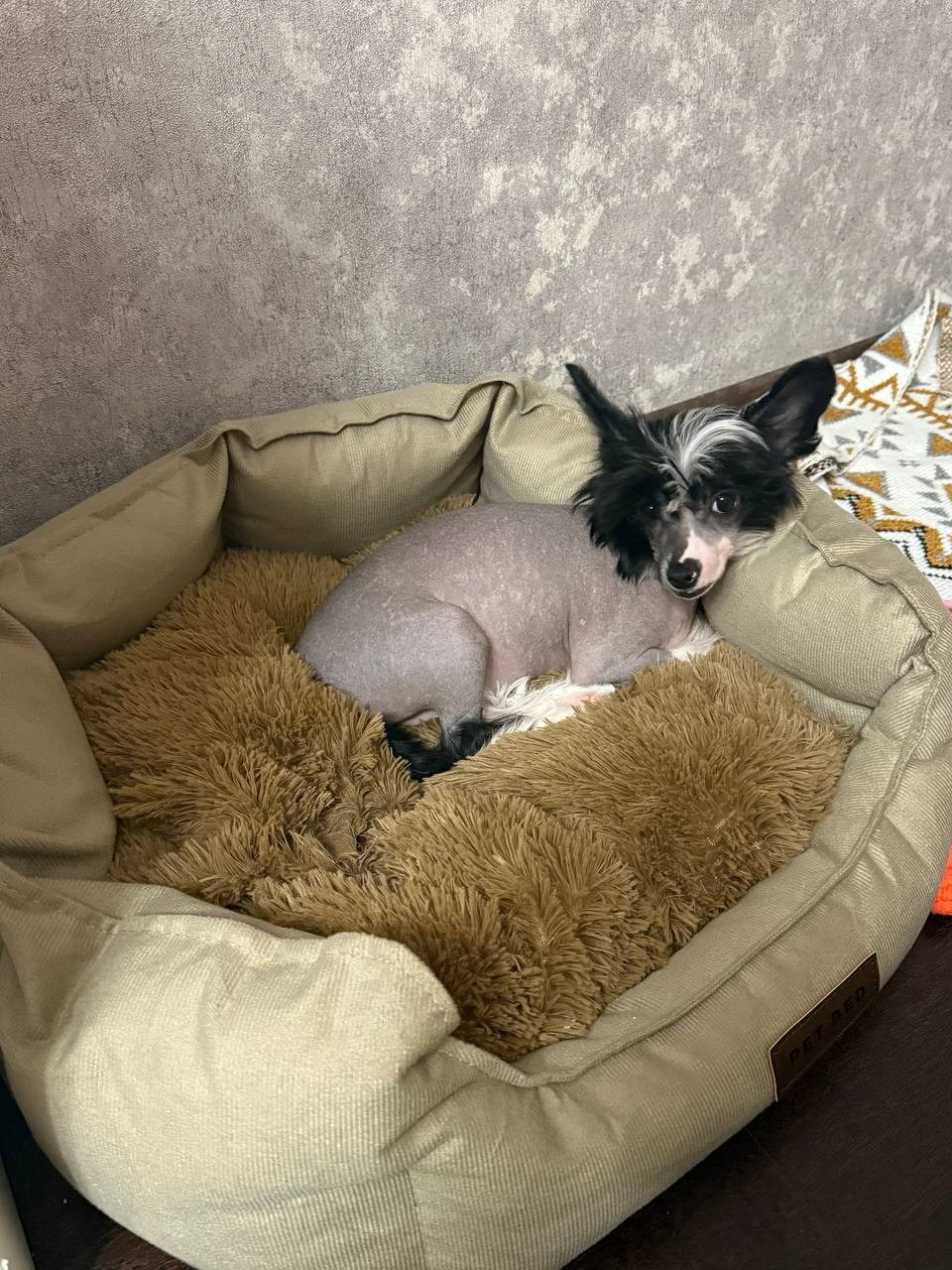 Дашенька уехала домой!. Питомник китайских хохлатых собак Poale Ell: купить щенка в питомнике