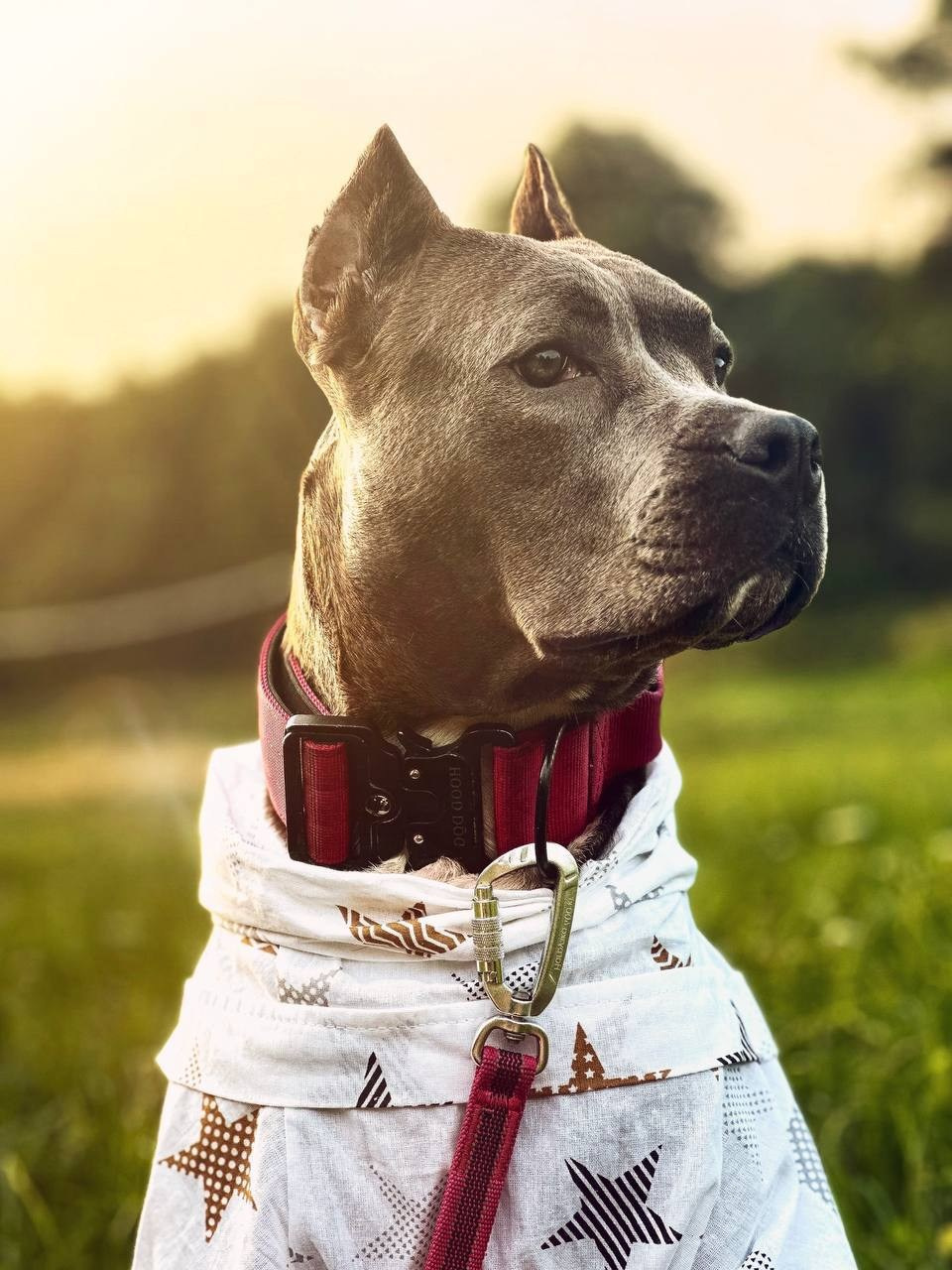 Услуги. Фотограф-анималист г. Москва