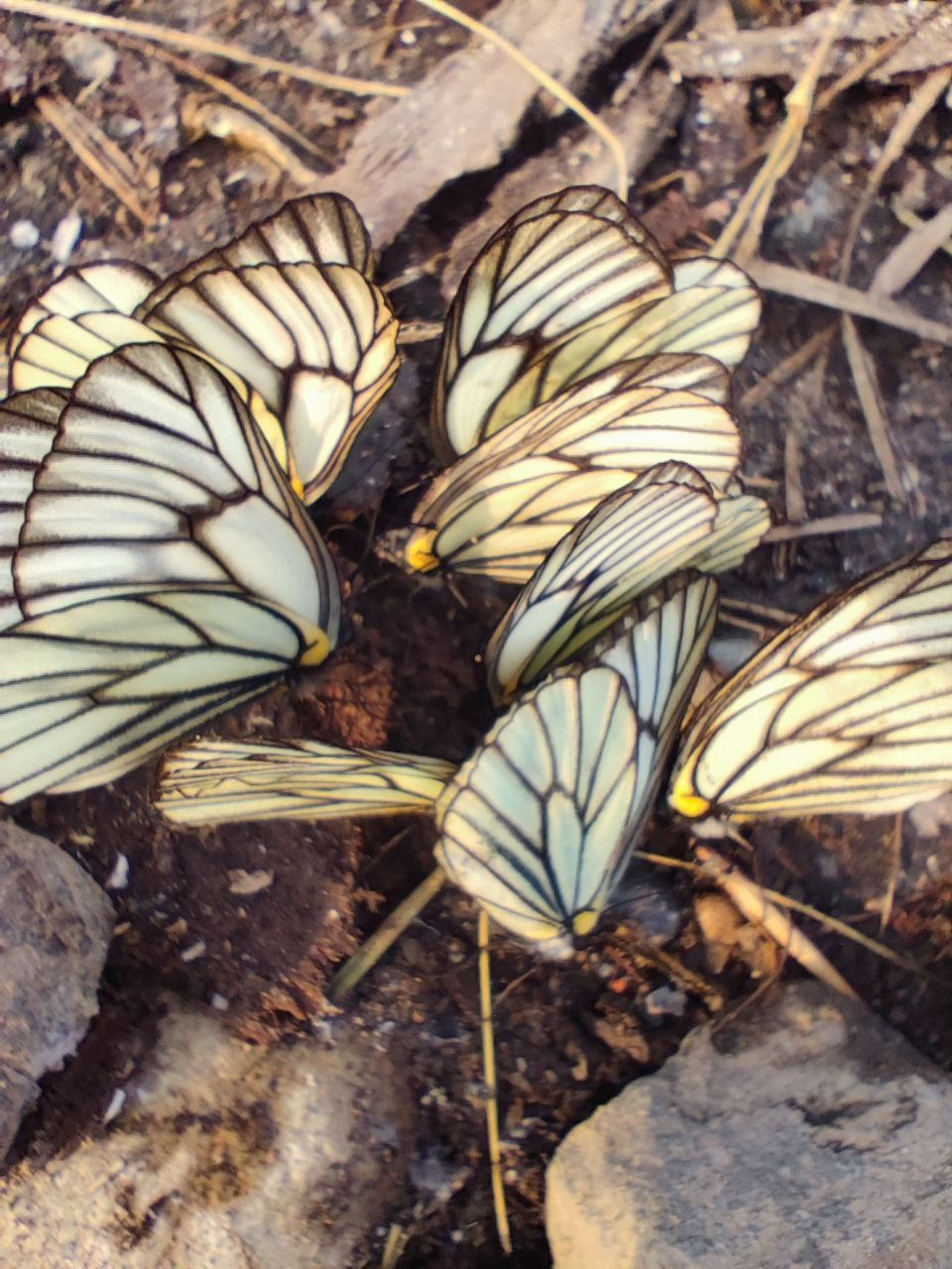 Удэгейша. Колентеева Наталья/фотограф