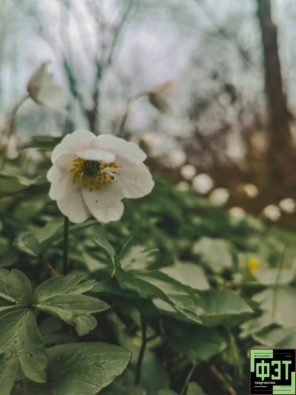 Альбом ФЭТ 03.05.26