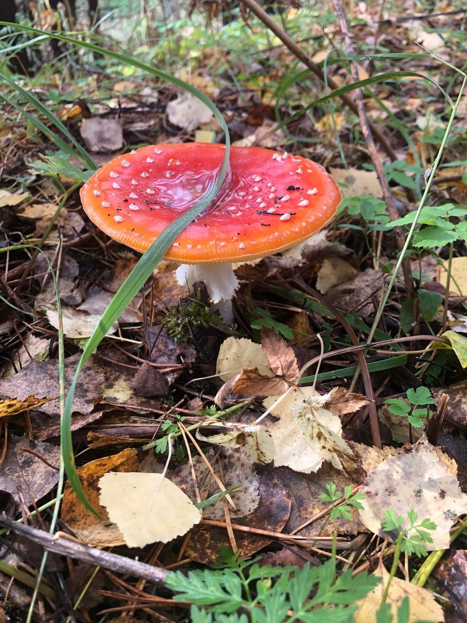 2018 — Незабываемая Карелия, Зашеек. OneSnap