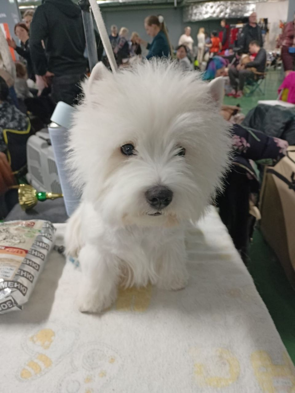Национальная выставка собак «Мастерс». Питомник собак породы вест хайленд вайт терьер в Москве
