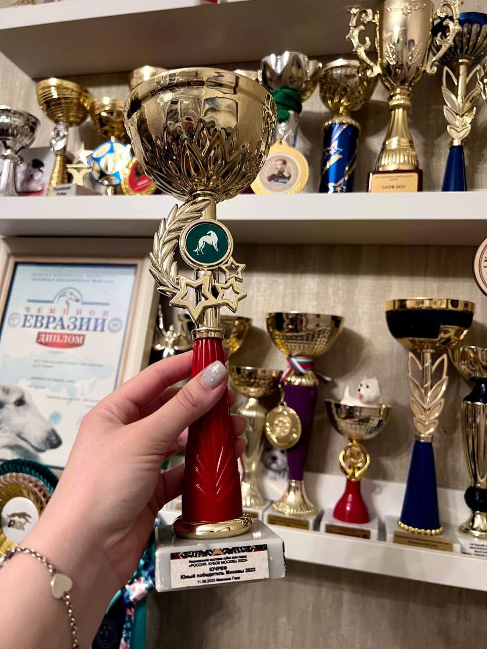 Новости питомника собак. Питомник собак породы вест хайленд вайт терьер в Москве