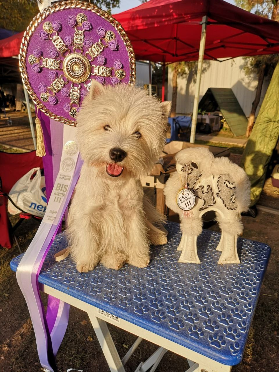 CACIB FCI Бишкек Кыргызстан. Питомник собак породы вест хайленд вайт терьер в Москве