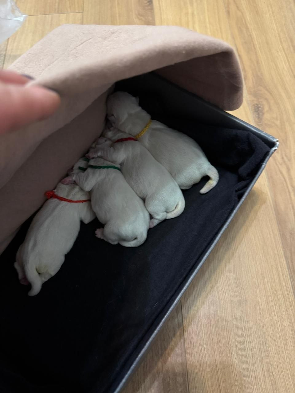 В питомнике новый помет!. Питомник собак породы вест хайленд вайт терьер в Москве