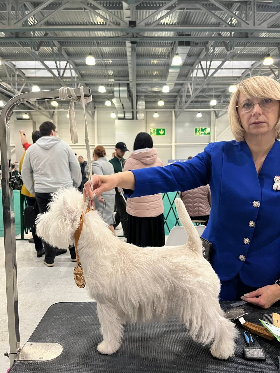 Выставка «Созвездие-24» и монопородная выставка. Питомник собак породы вест хайленд вайт терьер в Москве