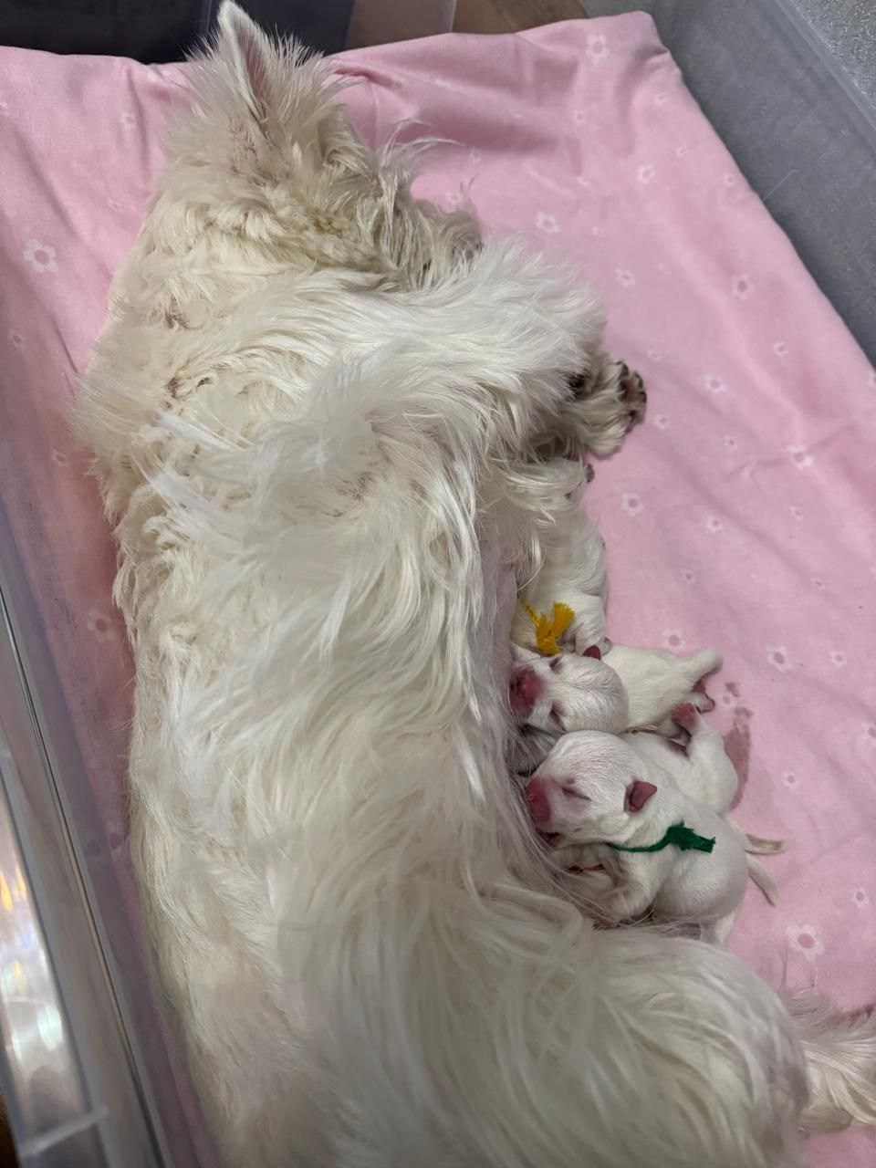 В питомнике новый помет!. Питомник собак породы вест хайленд вайт терьер в Москве