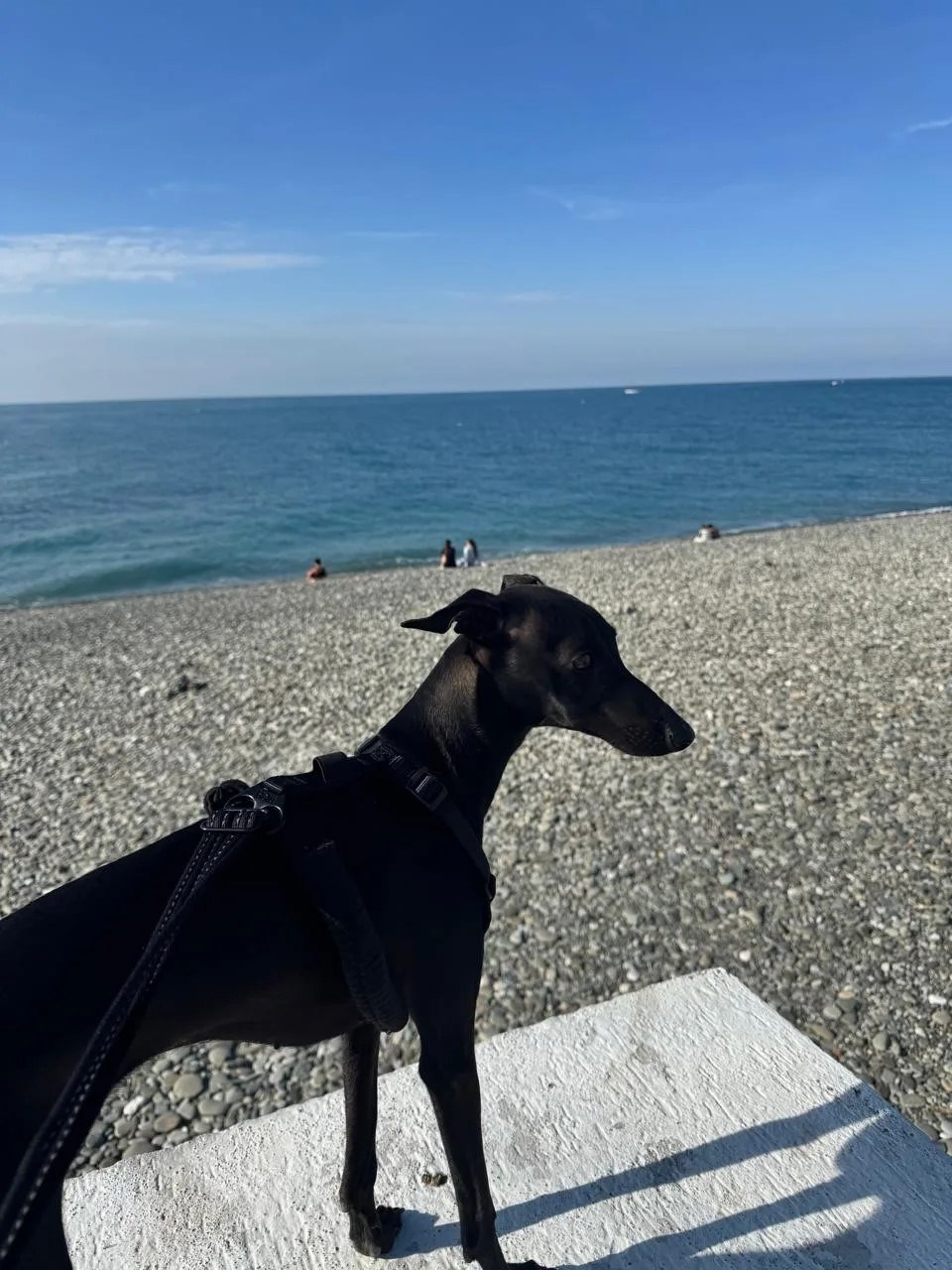 Плавание— это must-have для левретки. Professional Italian Greyhound Kennel RKF/FCI ASTI SAPPHIRE 💎 Sochi|St. Petersburg