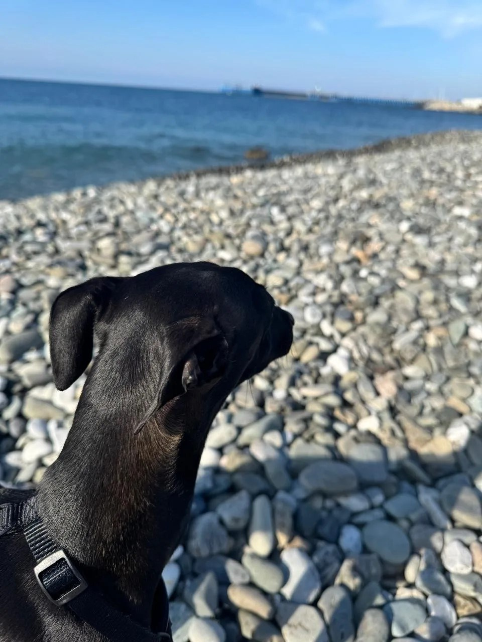 Плавание— это must-have для левретки. Professional Italian Greyhound Kennel RKF/FCI ASTI SAPPHIRE 💎 Sochi|St. Petersburg